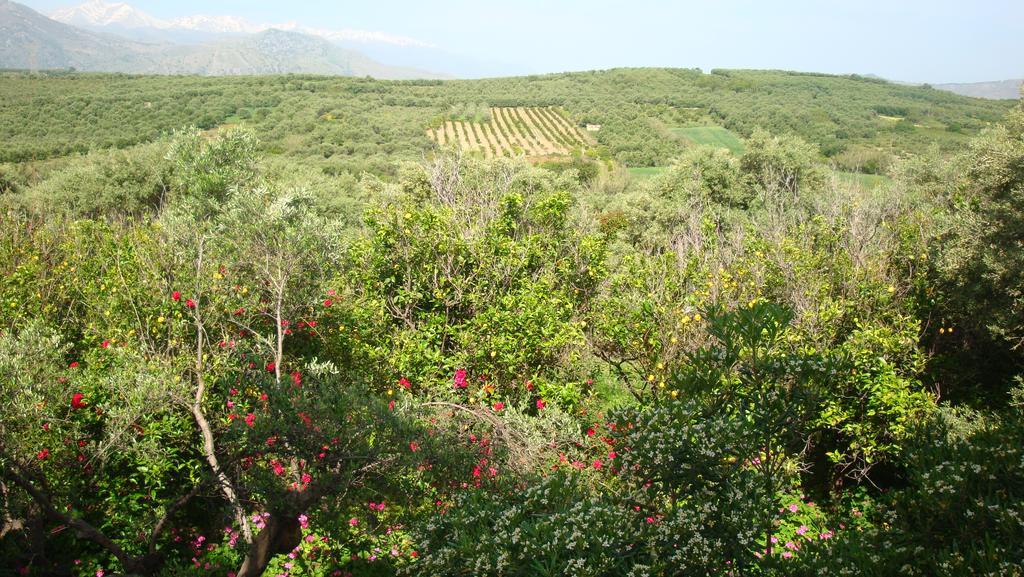 Episkopi-Chania Calamon Apartments المظهر الخارجي الصورة